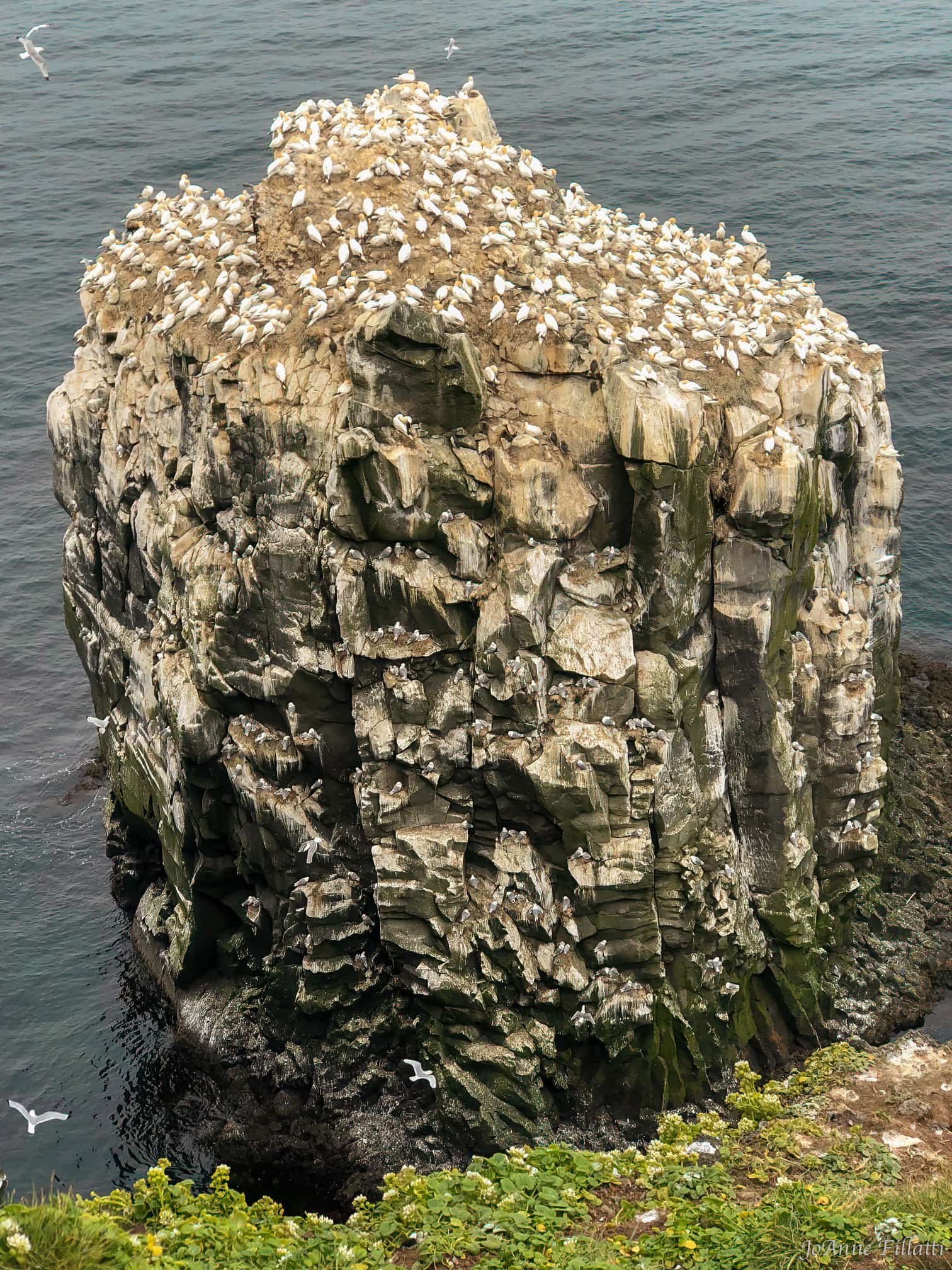 bird of iceland image 8